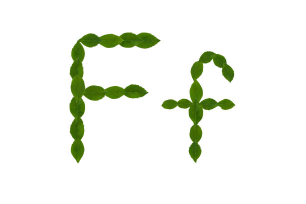 istock Letter F, alphabet made from green leaves 890129542