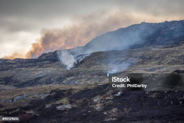 Foto de Rescaldo Do Incêndio De Tojo Irlanda e mais fotos de stock de Acidentes e desastres - Acidentes e desastres, Animal, Apocalipse