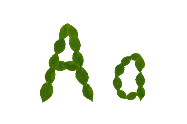 istock Letter A, alphabet made from green leaves 890129618