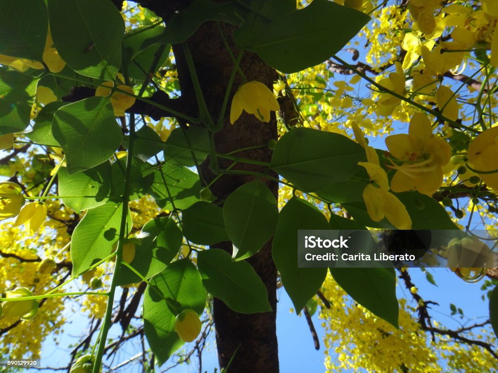 Crown of gold tree - Yellow flowers Canafistula, Cassia, cassie, crown of gold tree, golden rain tree, golden shower tree, Indian laburnum, kasia sena, monkey-pod tree, pudding pipe tree, purging cassi, purging cassia, rajah kayu or shower of gold. Beauty Stock Photo