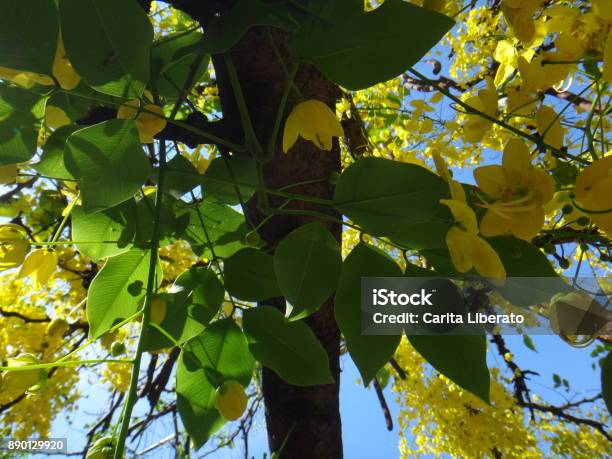 Crown Of Gold Tree Yellow Flowers Stock Photo - Download Image Now - Beauty, Botany, Brazil