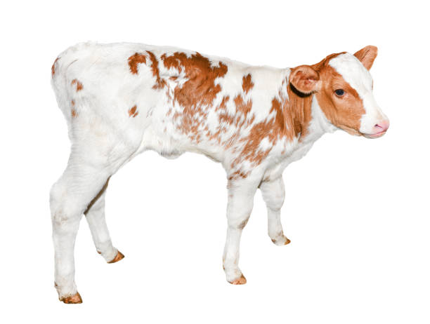 istock The calf turned two weeks old full length 890130204