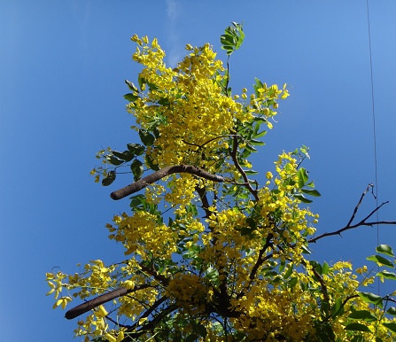 Crown of gold tree - Yellow flowers