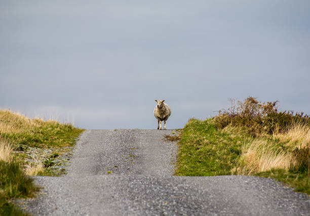 Sheeps head peninsular, Wild Atlantic Way , Cork , Ireland