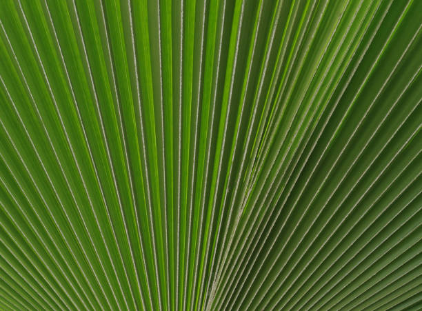 istock Light-filled leaf of a fan palm 890138372