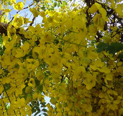 Crown of gold tree - Yellow flowers