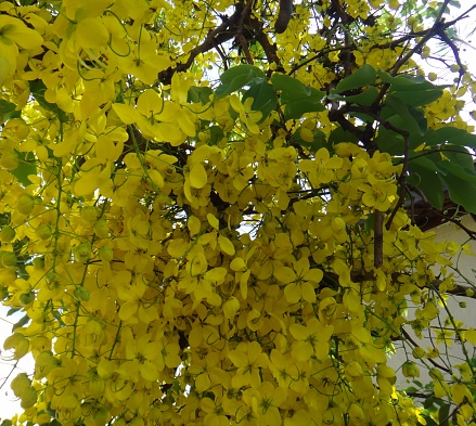 Crown of gold tree - Yellow flowers