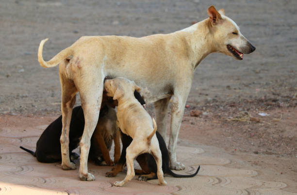 istock dog feeding her little puppies 890138890