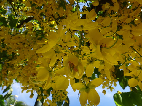 Crown of gold tree - Yellow flowers