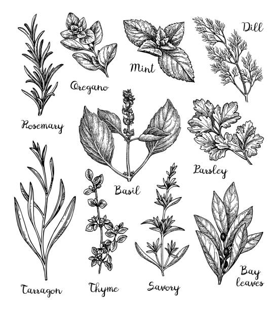 ilustrações, clipart, desenhos animados e ícones de ervas esboçar o conjunto. - oregano rosemary healthcare and medicine herb