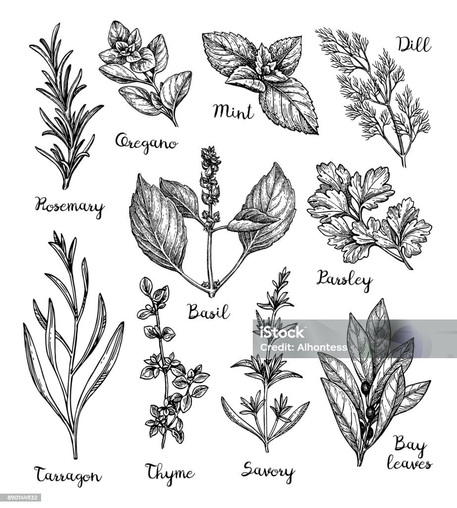 Herbs sketch set. Herbs set. Collection of ink sketches isolated on white background. Hand drawn vector illustration. Retro style. Oregano stock vector