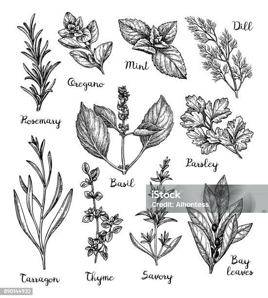 Herbs Sketch Set Stock Illustration - Download Image Now - Oregano, Herbal Medicine, Herb