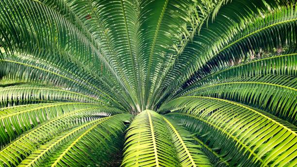istock Close-up Palm Tree Leaves from Center 890147648