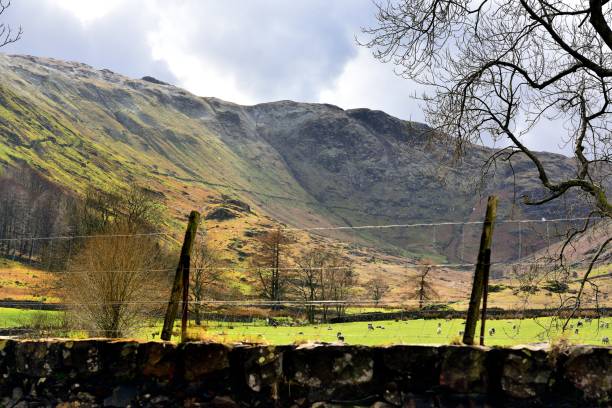 istock Wythburn Fells and grazing sheeo 890148306