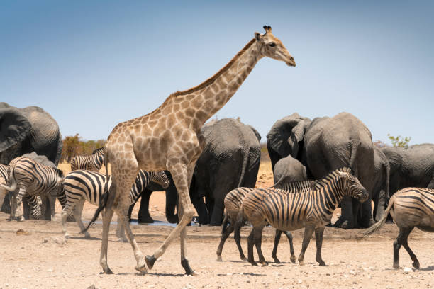 istock Giraffe loopt langs zebra's en olifanten 890153696