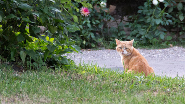 istock red cat in the nature 890154488