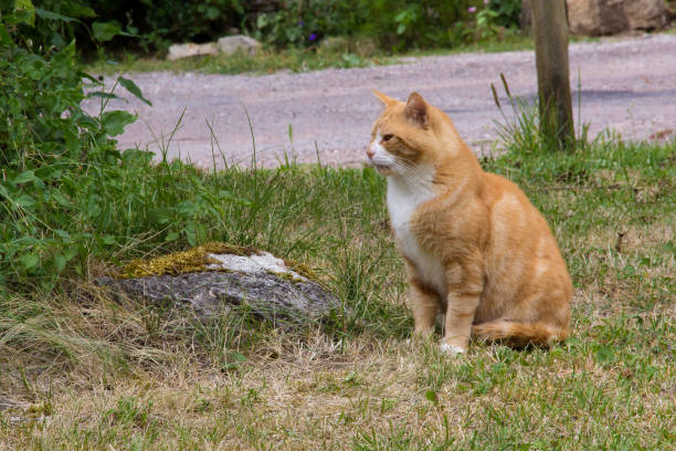 istock red cat in the nature 890154618