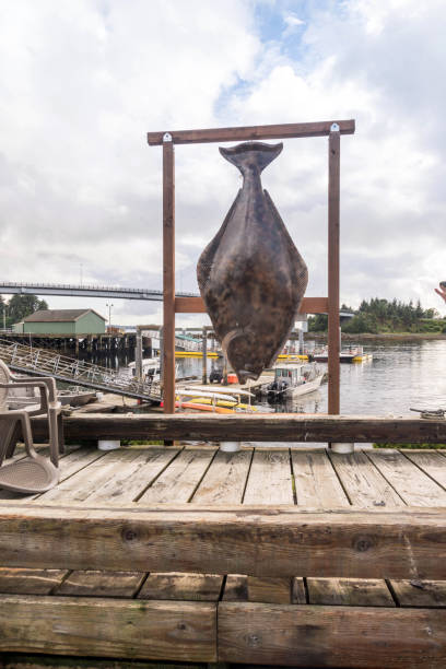 halibut hanging in sitka - sitka imagens e fotografias de stock