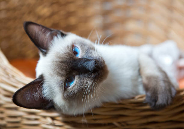 istock young cat, kitten of Siam  oriental breed 890157728