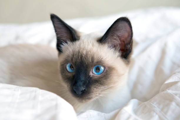 istock young cat, kitten,  Siam oriental group, Mekong bobtail lies 890157754
