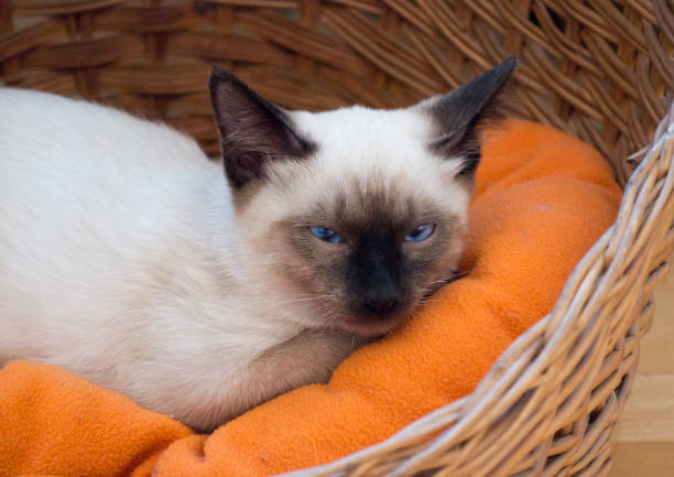istock young cat, kitten,  Siam oriental group, 890157756