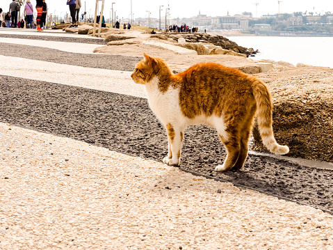 Tel Aviv, Israel - February 4, 2017: Red cat with white spots on the beach  of Tel Baruch in Tel Aviv, Israel