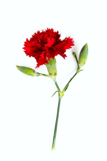 istock beautiful carnation flower isolated on white 890160368