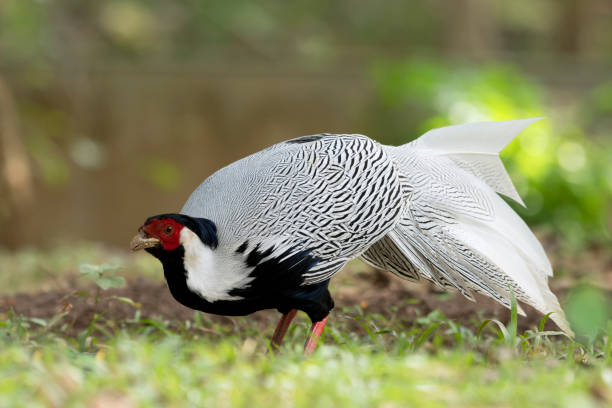 istock Silver Pheasant Birds in Thailand and Southeast Asia. 890161722