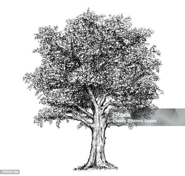 Arbre De Dessin Dessiné Main Vector Vecteurs libres de droits et plus d'images vectorielles de Arbre - Arbre, Croquis, Tronc d'arbre