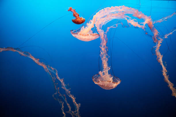 istock Jellyfish swimming into the deep blue sea 890164376