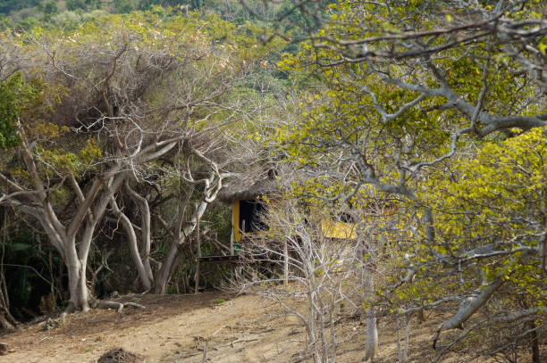 istock Mexican palapa bungalow in the middle between jungle and beach. 890167874