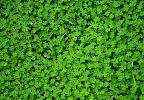 Green clover plant