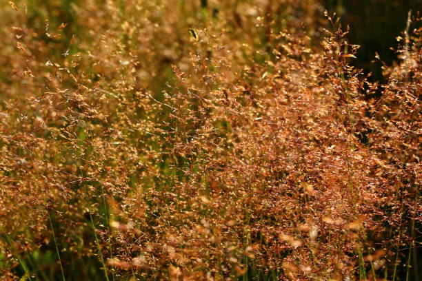 istock Grass that grows in the meadows and gives unforgettable views. 890171036
