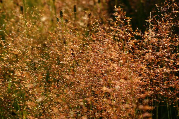 istock Grass that grows in the meadows and gives unforgettable views. 890173418