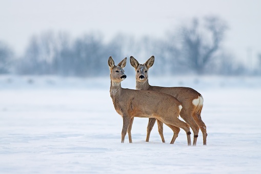 Young roe deer in cold winter interacting
