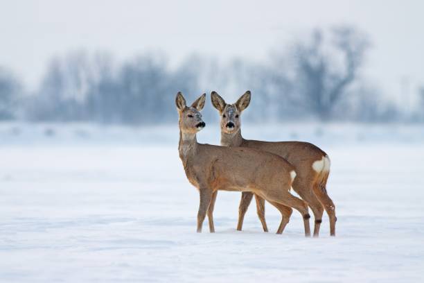 Young roe deer in cold winter interacting Young Roe deer Capreolus capreolus in winter. Deer with snowy background. Wild animals interacting standing close together. roe deer frost stock pictures, royalty-free photos & images