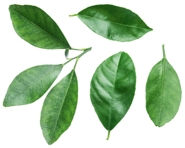 istock Collection of citrus leaves. 890176636