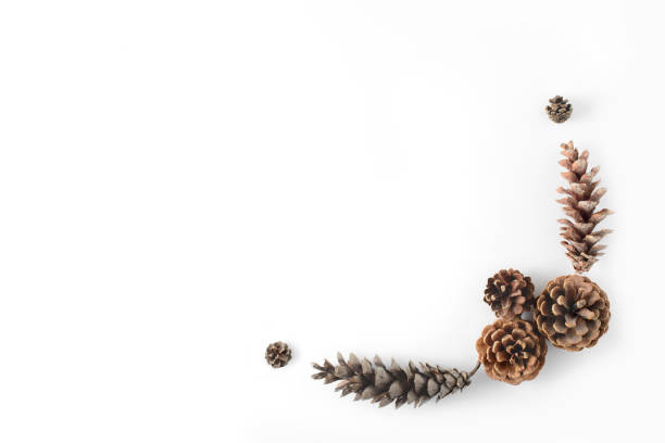 istock Corner frame made of cones various coniferous trees isolated on white, view from above. Free copy space. 890177172