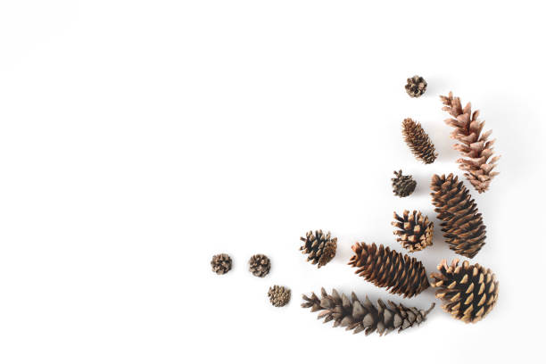istock Corner frame made of cones various coniferous trees isolated on white, view from above. Free copy space. 890177174