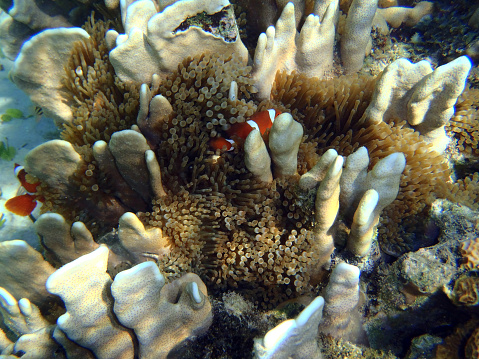 Coral reef in Sulawesi