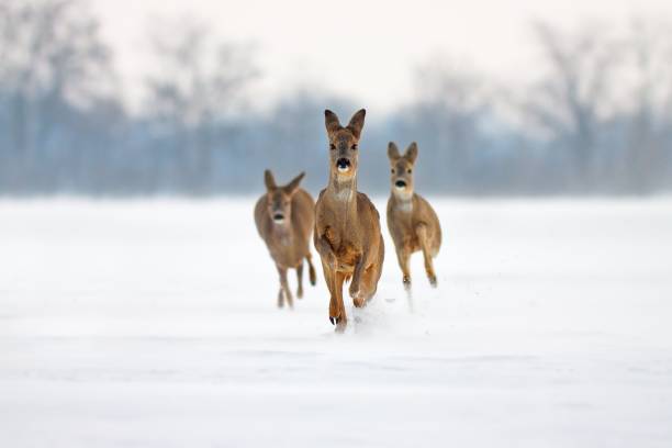 Three running deer in deep snow Group of three Roe deer Capreolus capreolus does in winter. Deer running in deep snow towards camera with snowy background. Action willdlife image of approaching wild animals. roe deer frost stock pictures, royalty-free photos & images