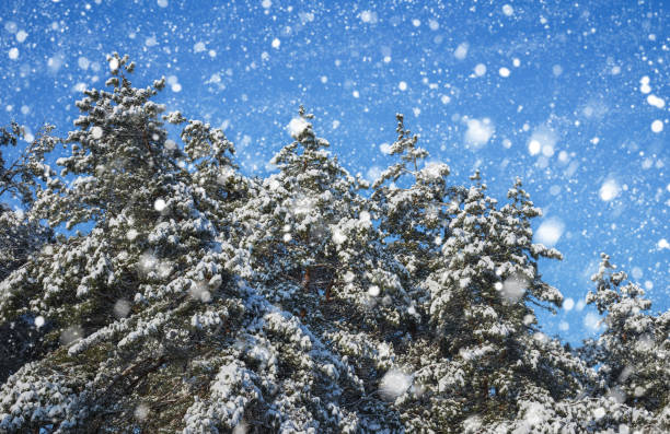 Winter Forest