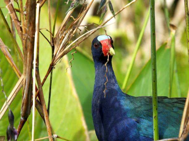 istock American Purple Gallinule (Porphyrio martinica) 890183128