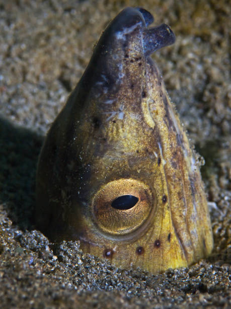 istock Black finned Sand-Eel, Schwarzflossen Sand-Schlangenaal (Ophichthus melanochir) 890192598