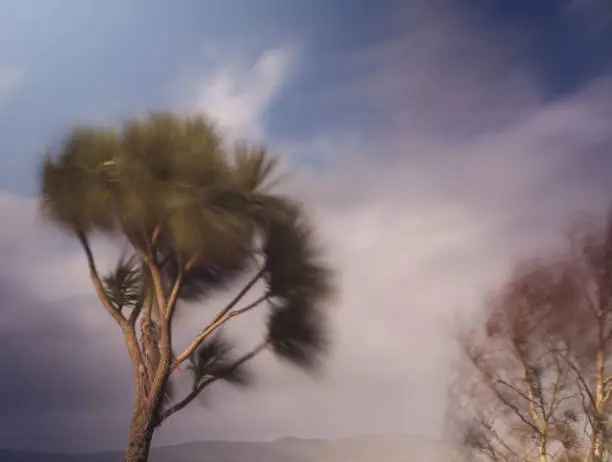 Photo of Palm tree blowing in stong winds