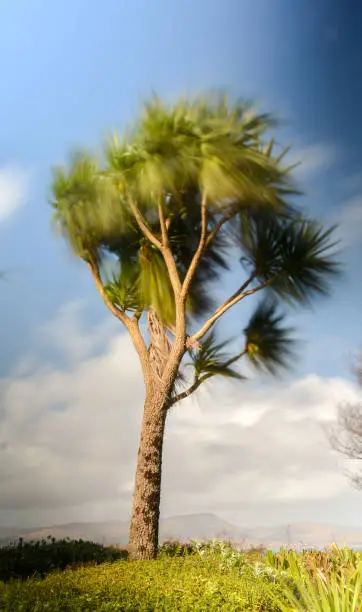 Photo of Palm tree blowing in stong winds