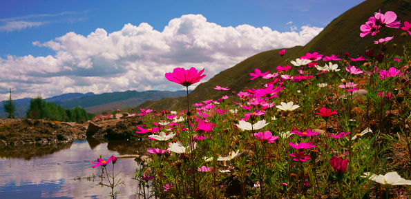 Blooming flowers