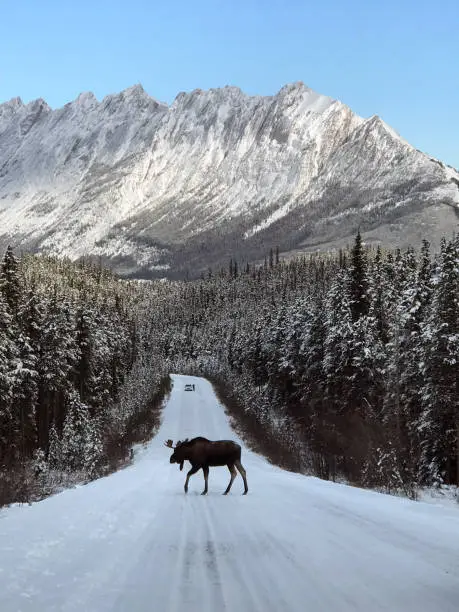 Moose crosses beneath the majestic mountains of Jasper in Alberta Canada