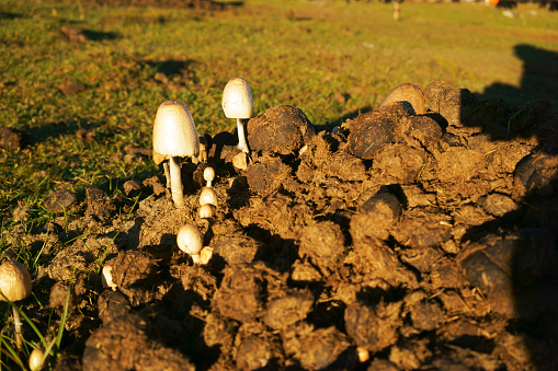 Mushrooms on Cow Dung - Mushrooms on Excrement