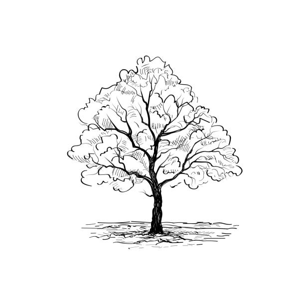 дерево с листьями. летняя природа знак цветочный лес значок - autumn tree leaf formal garden stock illustrations